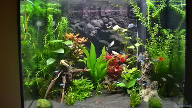 Becken 41596 von DonTango