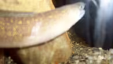 Becken 4171 von Killi