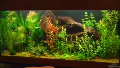 Becken 4188 von Steffen Heinzmann