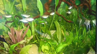 Becken 4199 von Joachim Reinhardt