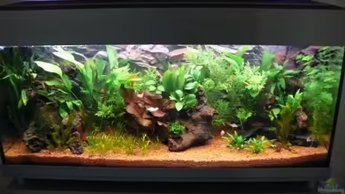 Becken 4201 von Daniel Hentschel