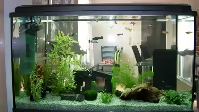 Becken 4225 von Jörg Fackler