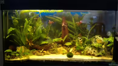 Becken 4241 von Marcel Massow