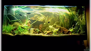 Becken 4242 von Lorenz Graf