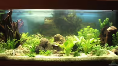 Becken 4243 von Berliner