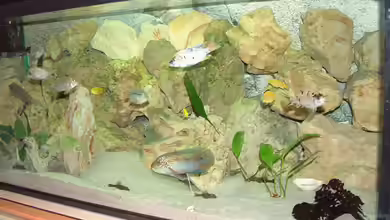 Becken 425 von Josef Schwarz