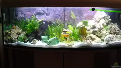 Becken 4252 von Joachim Arrasz