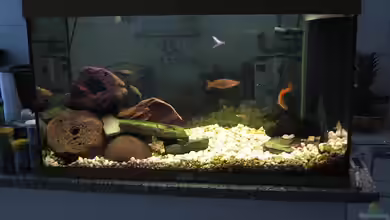 Becken 4263 von Florian Beck