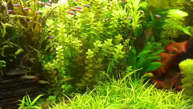 Becken 4269 von Christian Epp