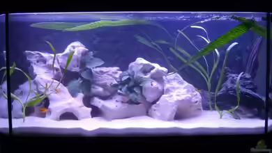 Becken 4293 von Roland Krausgruber