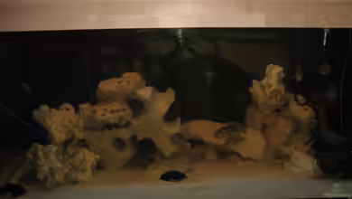 Becken 4295 von Christian Eyl