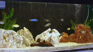 Becken 43 von Dietmar Kilvanya