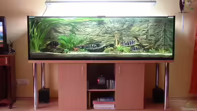 Becken 430 von Thomas Pieper