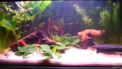 Becken 4319 von Daniela Rathgeb