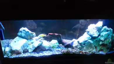 Becken 4370 von Stephan Weber