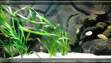 Becken 4385 von boehmo