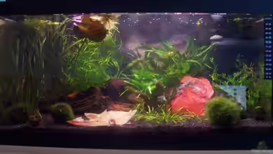 Becken 4393 von Kirsten Bishay