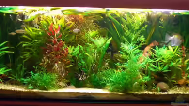 Becken 4396 von Jockwer Rene´