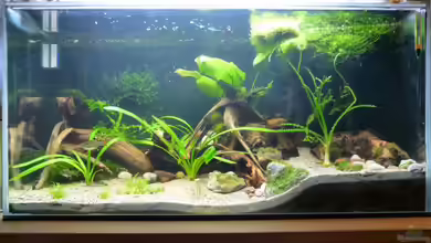 Becken 4407 von Borelli