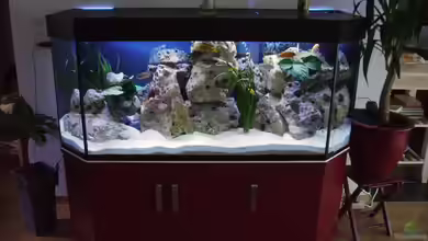 Becken 4411 von Sascha Bill