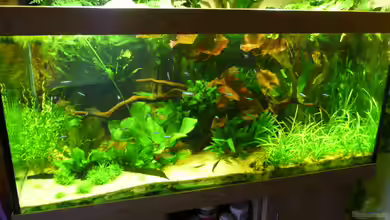 Becken 4438 von Josef Schachtner