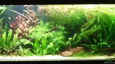 Becken 4441 von Sven Pohlner