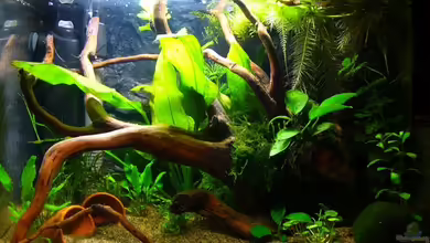 Becken 4462 von Andrea Lorenz