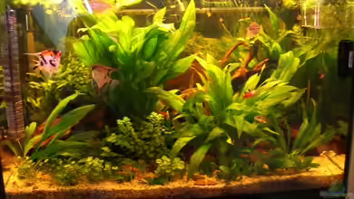 Becken 4467 von Hans Holten