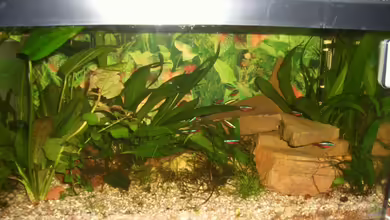 Becken 4544 von Hans Holten