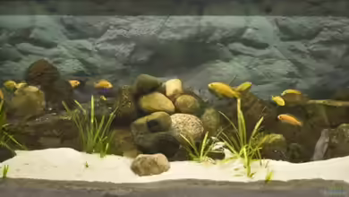 Becken 4556 von Christopher Lührs