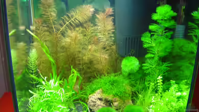 Becken 4558 von Franziska Pfeiffer