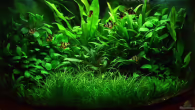 Becken 4573 von Alexander Müller