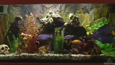 Becken 4603 von Axel Schilling