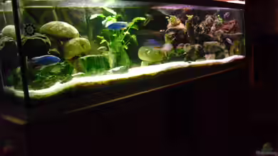 Becken 4607 von FischfanAQ