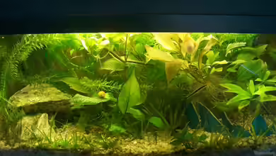 Becken 4609 von Robert Rago