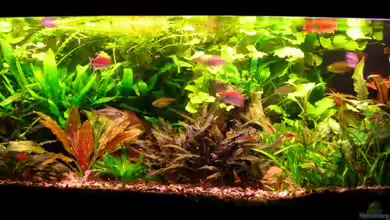 Becken 4623 von Bungi