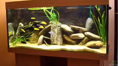 Becken 4650 von Deniz Özcan