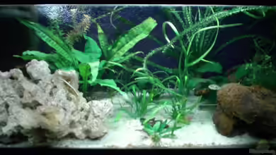 Becken 4658 von Toda