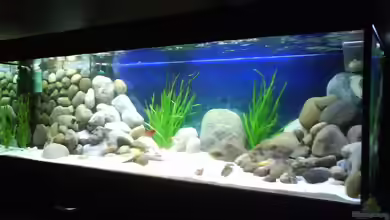 Becken 4659 von Gernold Lengert