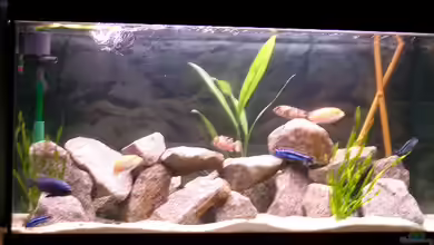 Becken 467 von Katja Müller