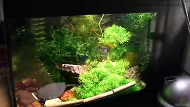 Becken 4706 von Michael Boysen