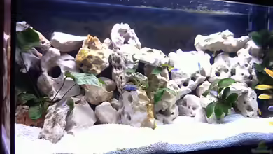 Becken 474 von Benjamin Burzlaff