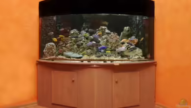 Becken 4748 von René Ickelsheimer