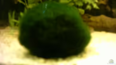 Becken 4768 von Marcel Scheidt