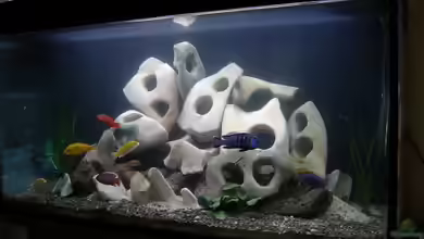 Becken 477 von Melanie Ruegamer