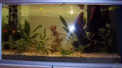 Becken 4771 von Patrick Will