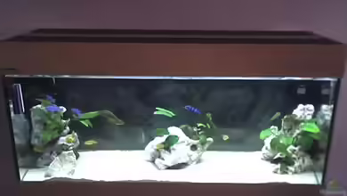 Becken 4785 von Heiko Rodegast