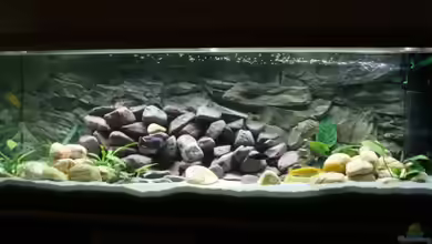 Becken 4790 von Sergio Raimundo