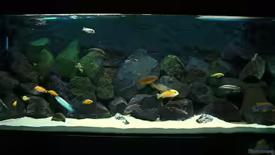 Becken 4815 von Christian Dornieden