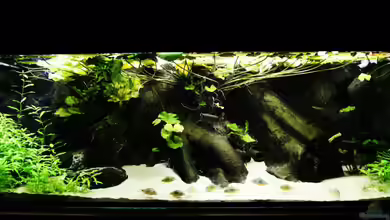 Becken 4833 von JoSchi